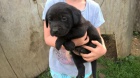  Labradorsk retriever bez PP