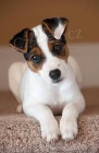 Jack Russell tata