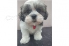 tata shih tzu k adopci