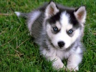 krsn tn sibiskho husky k dispozici k adopci