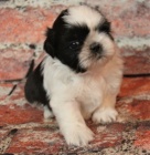 prodej ttek SHIH TZU bez PP