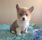 tata Pembroke Welsh Corgi FENY A MUE na prodej.