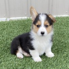 tata Pembroke Welsh Corgi FENY A MUE na prodej.