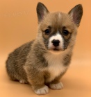 Pembroke Welsh Corgi FENA A PESA bez PP ttek na prodej.