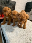 tata dogue de bordeaux na prodej