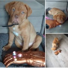 tata dogue de bordeaux na prodej