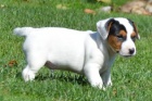 Jack Russell tata na prodej.