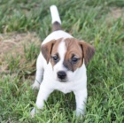 Jack Russell tata na prodej.