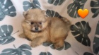 Ndhern vrh Pomeranians s PP~ Feneka 