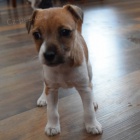 jack russell tata (vechna okovan)