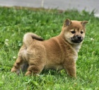 oderven a okovan tata SHIBA INU