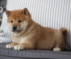 SHIBA INU