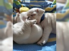 Mops - tn, fenku 