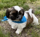 na prodej okovan tata SHIH TZU