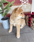 rozkon tata shiba inu