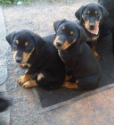 roztomil doberman ..