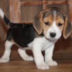 roztomil ttka Beagle ..