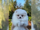 Pomeranian tata