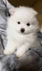 Mini pomeranian Spic PP FCI