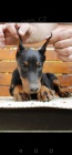 Doberman