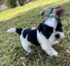 tata shih tzu