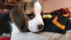 vynikajc tata Beagle ..