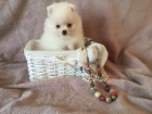 Nmeck pic trpasli, Pomeranian