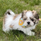 rozkon tata shih tzu