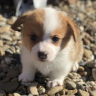 Pembroke Welsh Corgi tata