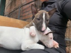 2 Miniaturn tata BullTerrier pro nov domovy