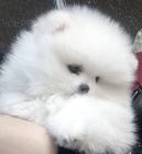 muzy o zeny tata pomeranian zoufale tou po novch rodich