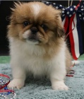 Sladk tata pekinz