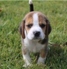 vynikajc tata Beagle ..