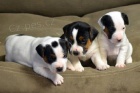 Jack Russell terir