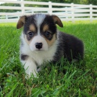 tata Pembroke Welsh Corgi na prodej.