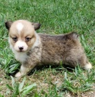 tata Pembroke Welsh Corgi na prodej.