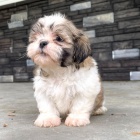 SHIH TZU