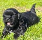 ern SHIH TZU BEZ PP