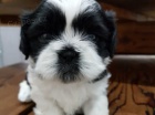 5 krsnch dt Shih Tzu 3 dvky a 2 chlapci