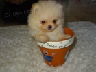 Pomeranian tata bez PP k adopci