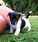 asn a zdrav tata jack russell terira na prodej.