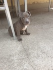 2 Americk  Blue pitbulterir pro nov domy