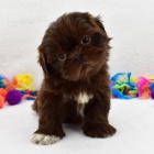 ern tata SHIH TZU