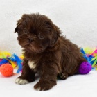 ern tata SHIH TZU