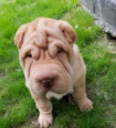 Shar Pei tata k dispozici