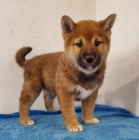 tata Shiba Inu jsou pipravena na nov rodiny.