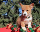 Pembroke Welsh Corgi, tata