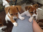 Jack Russell terir tata k adopci