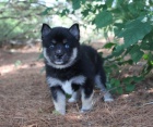 Nmeck pic trpasli / pomeranian s PP