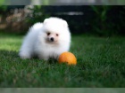 Nmeck pic trpasli / pomeranian s PP